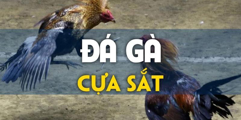 Hàng ngày nhà cái phát trực tiếp hàng trăm trận đá gà C3